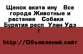 Щенок акита ину - Все города Животные и растения » Собаки   . Бурятия респ.,Улан-Удэ г.